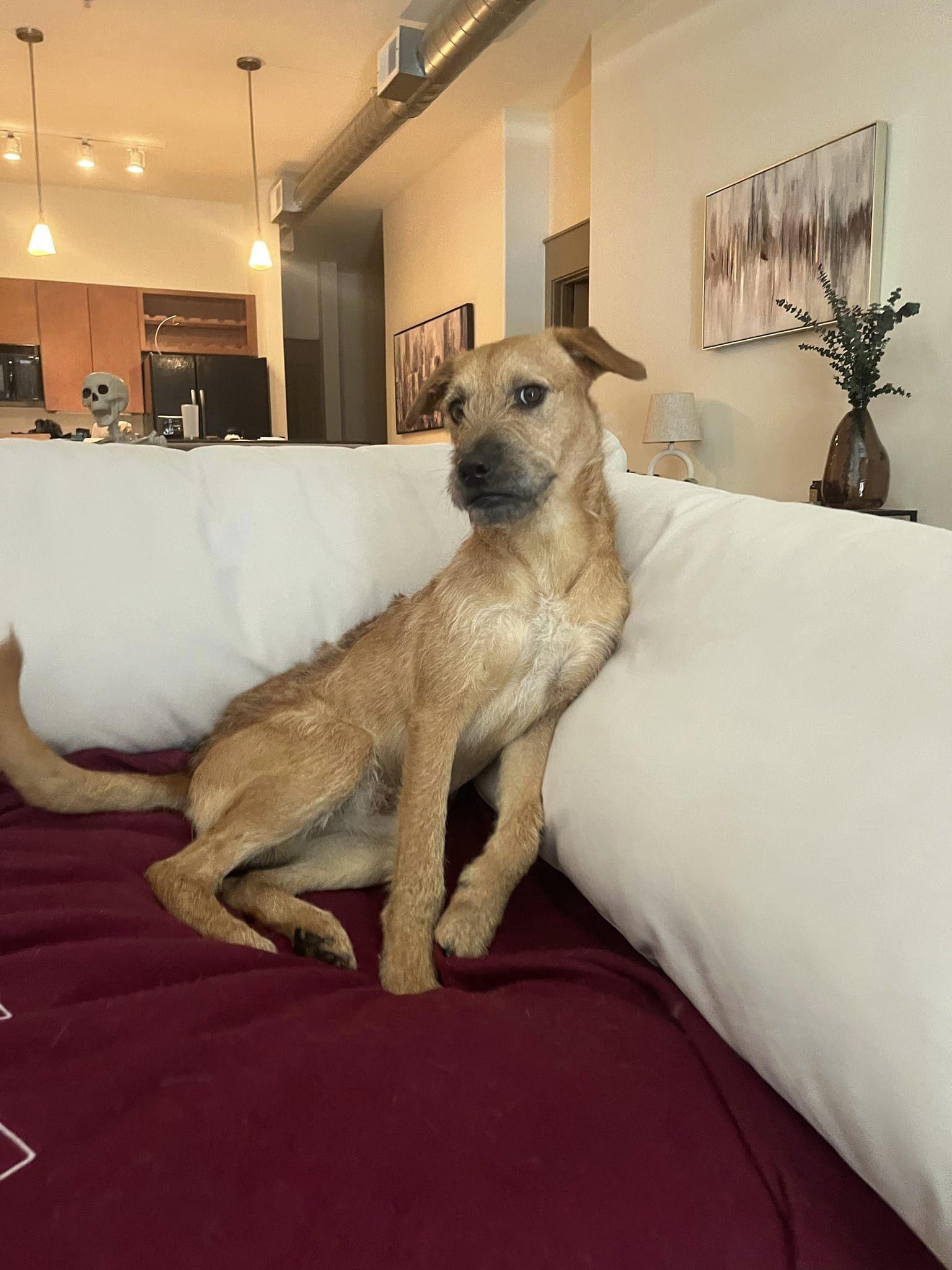 Hank, Adoptable, Young Male Irish Terrier.