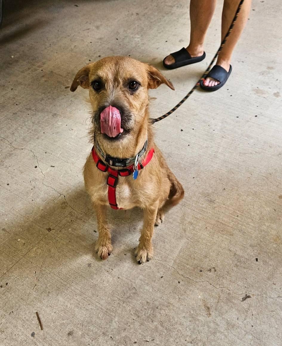 Hank, Adoptable, Young Male Irish Terrier.