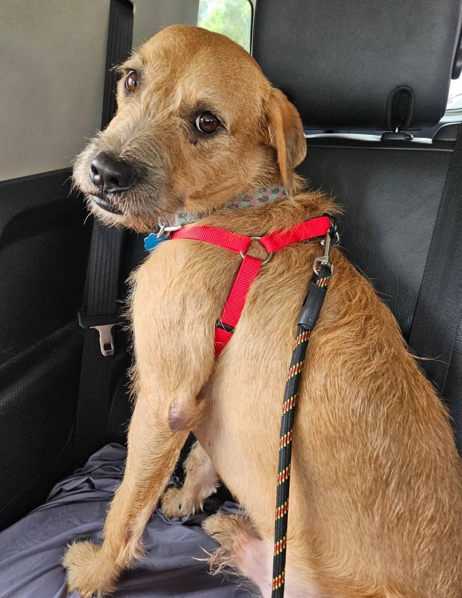 Hank, a Adoptable mixed breed in New Haven, CT image 4/6