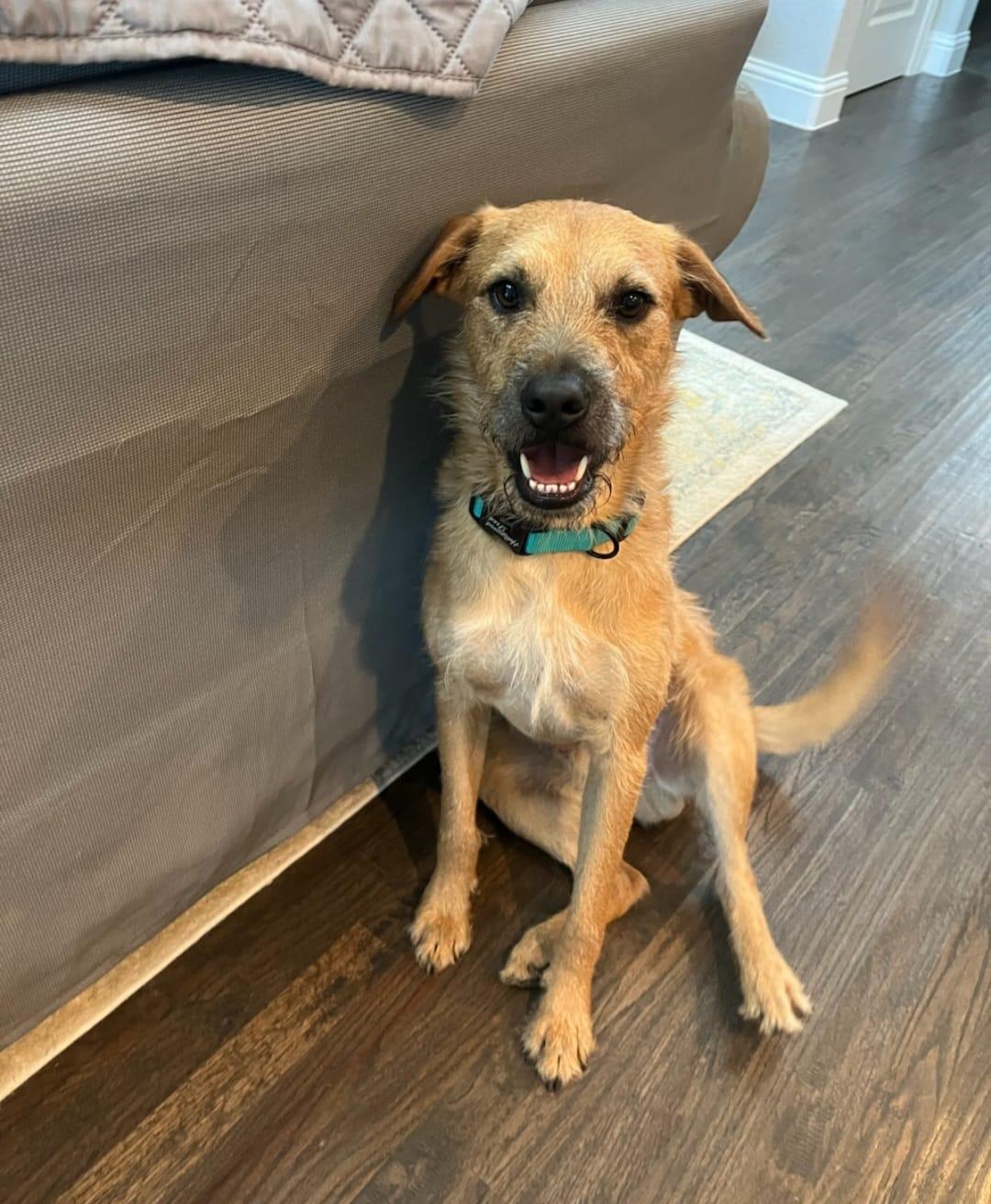 Hank, a Adoptable mixed breed in New Haven, CT image 5/6