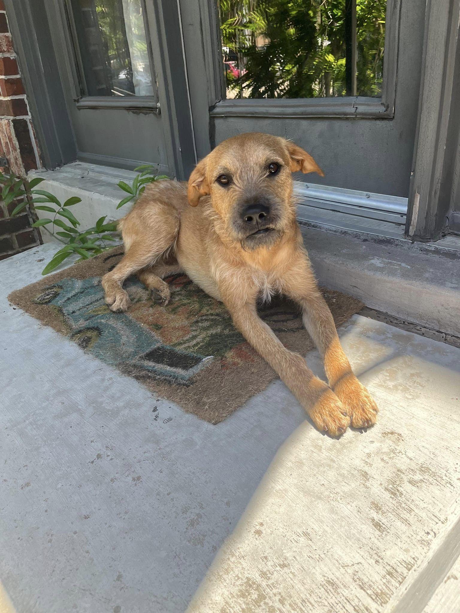 Hank, a Adoptable mixed breed in New Haven, CT image 6/6