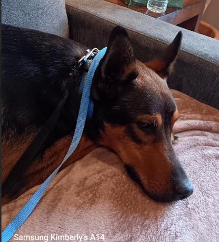 Jasper, an adoptable German Shepherd Dog in Selah, WA, 98942 | Photo Image 3