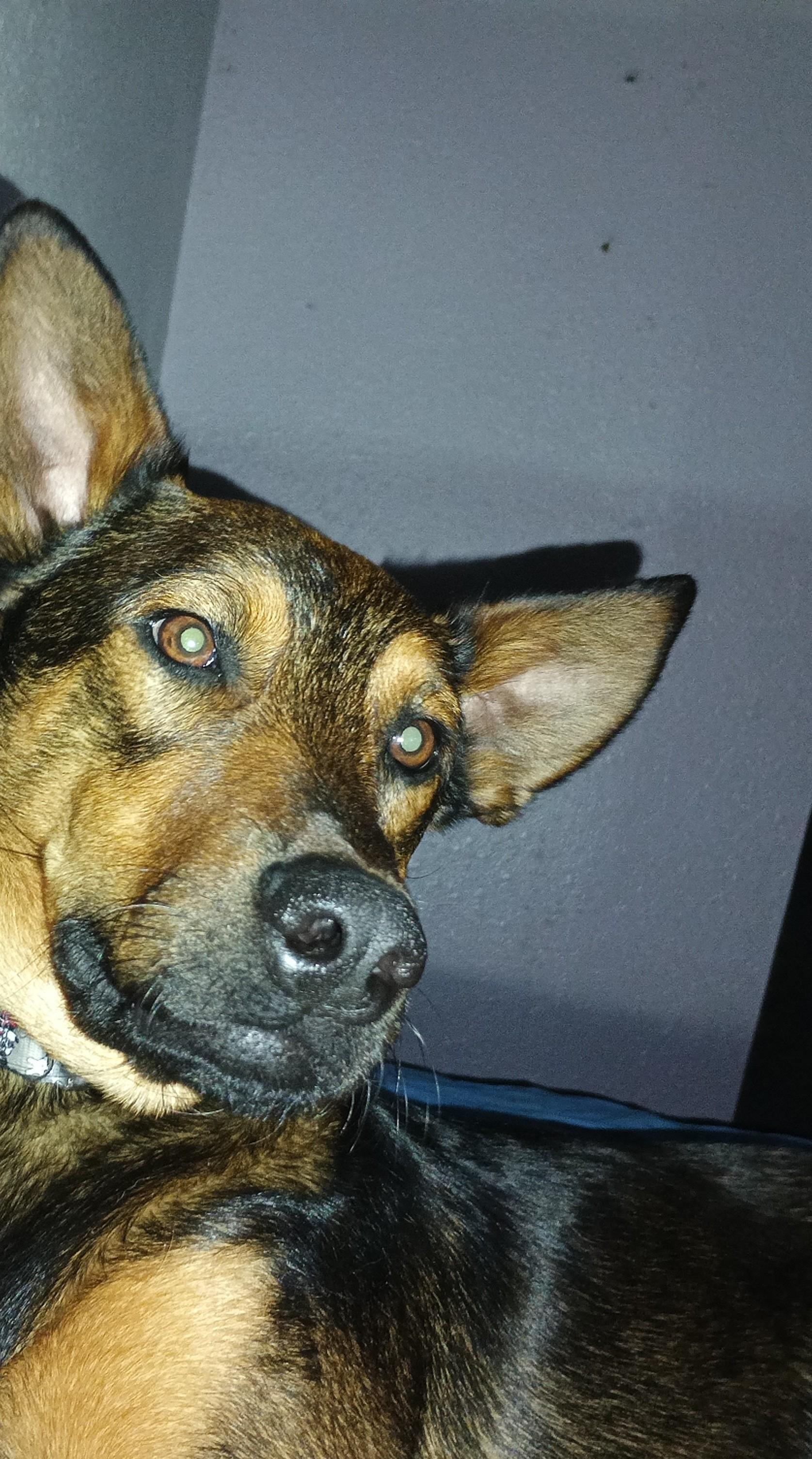 Jasper, an adoptable German Shepherd Dog in Selah, WA, 98942 | Photo Image 2