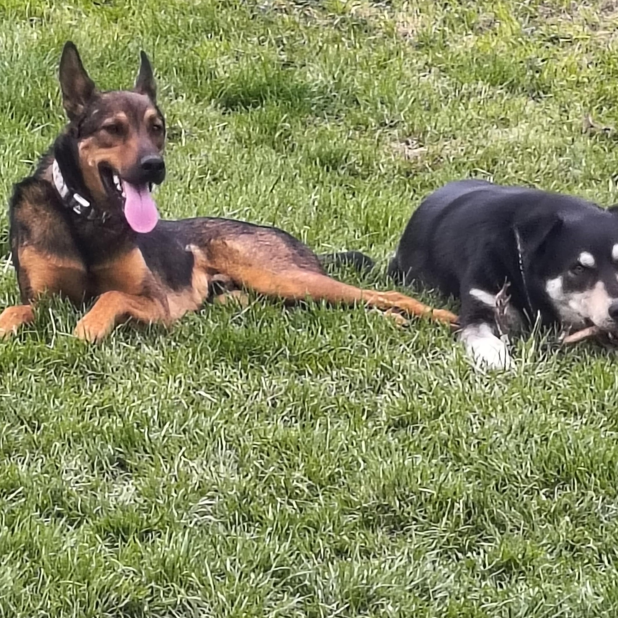 Jasper, a Adoptable German Shepherd Dog in Selah, WA image 4/4