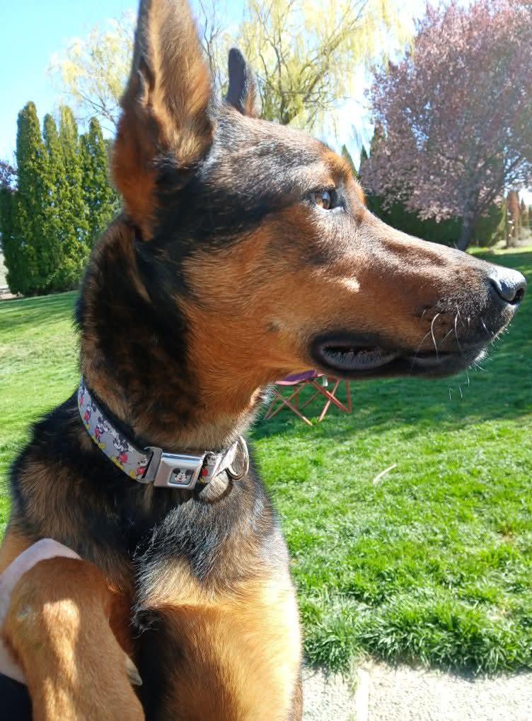 Jasper, a Adoptable German Shepherd Dog in Selah, WA image 3/4
