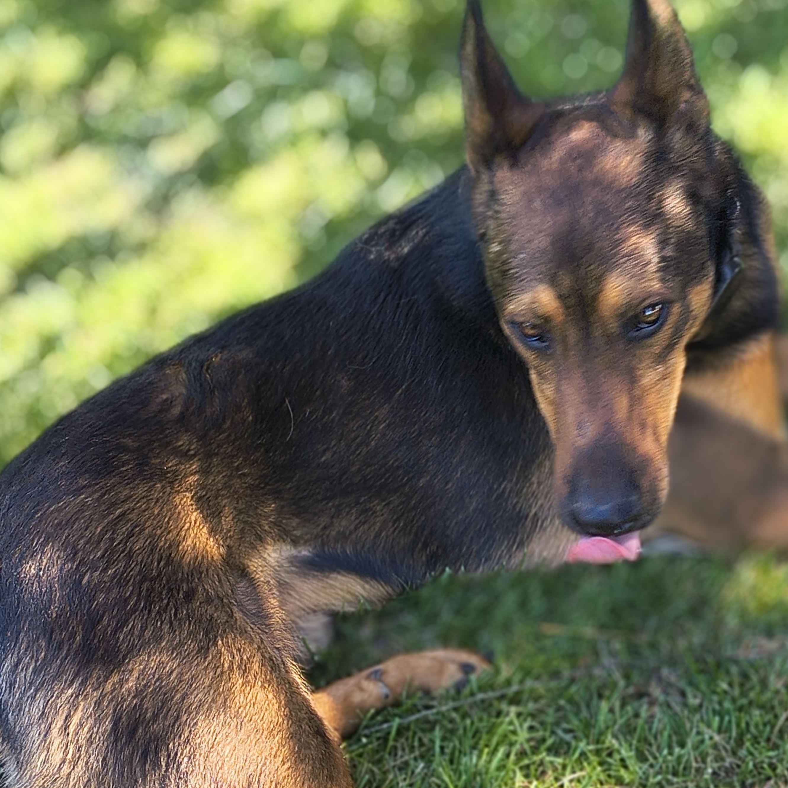 Jasper, a Adoptable German Shepherd Dog in Selah, WA image 2/4