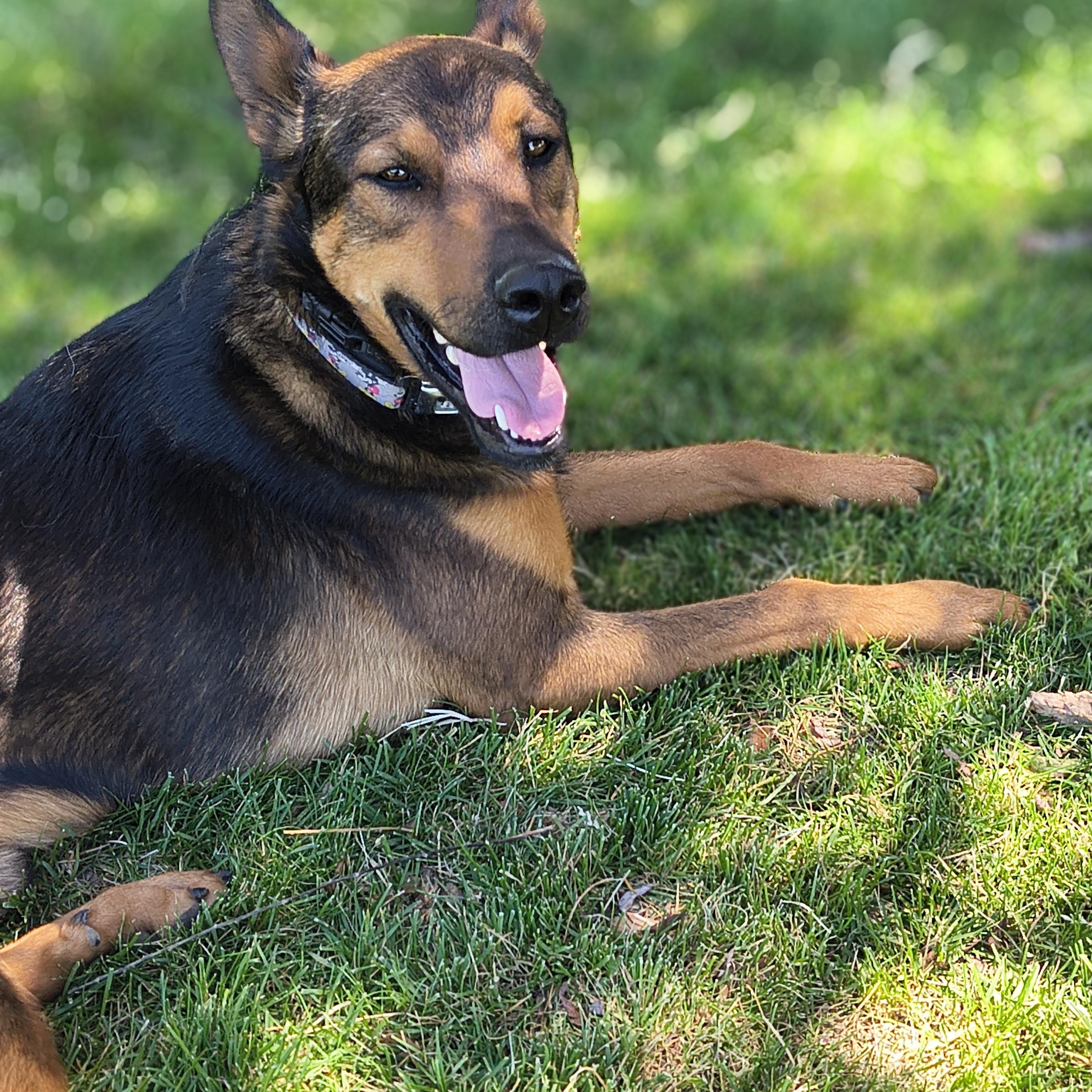 Jasper, Adoptable, Adult Male German Shepherd Dog.