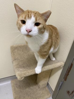 Enlarge Honey, a Adoptable Domestic Short Hair in Clarks Summit, PA image 3/4