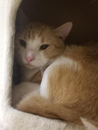 Enlarge Honey, a Adoptable Domestic Short Hair in Clarks Summit, PA image 2/2