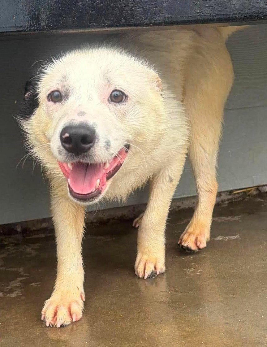 Ohana, Adoptable, Young Female Terrier.