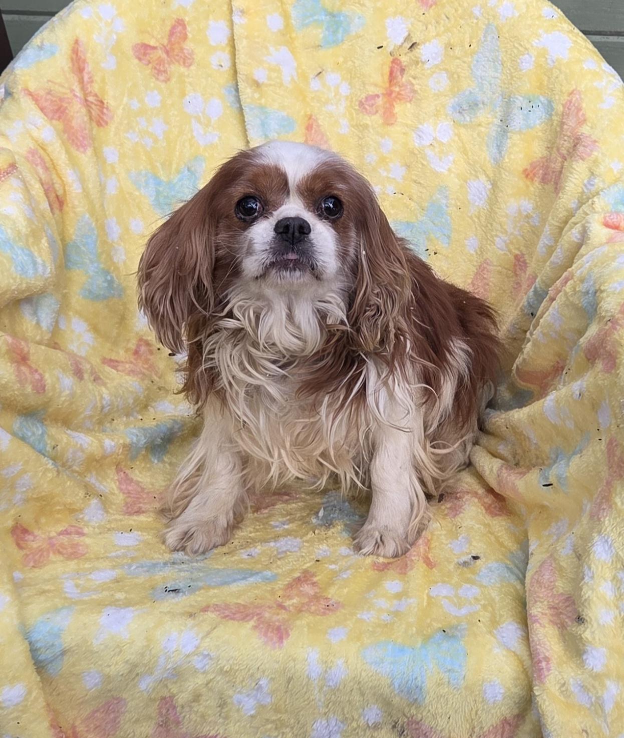 Enlarge LUV BUG, an adopted Cavalier King Charles Spaniel in Woodsfield, OH image 1/3
