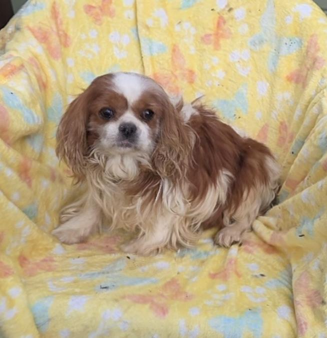 Enlarge LUV BUG, an adopted Cavalier King Charles Spaniel in Woodsfield, OH image 2/3
