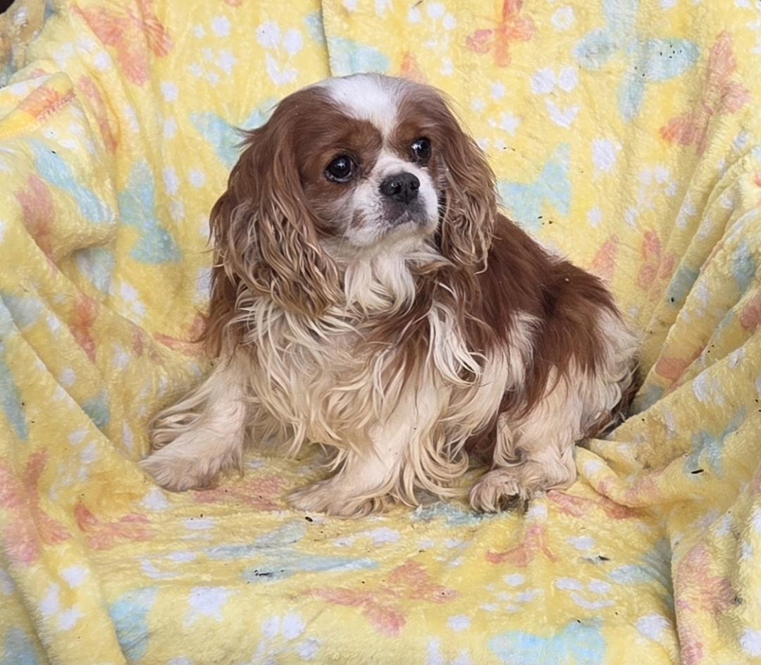 Enlarge LUV BUG, an adopted Cavalier King Charles Spaniel in Woodsfield, OH image 3/3