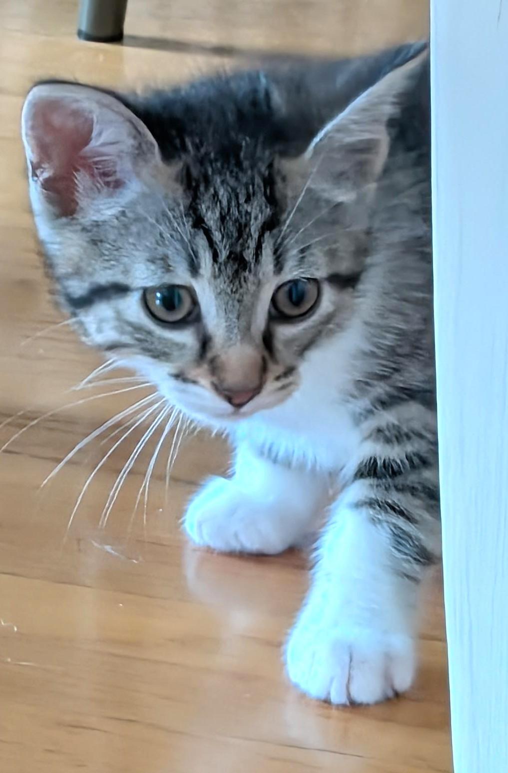 Chonks, a ADOPTABLE Tabby in Stoney Creek, ON image 2/2