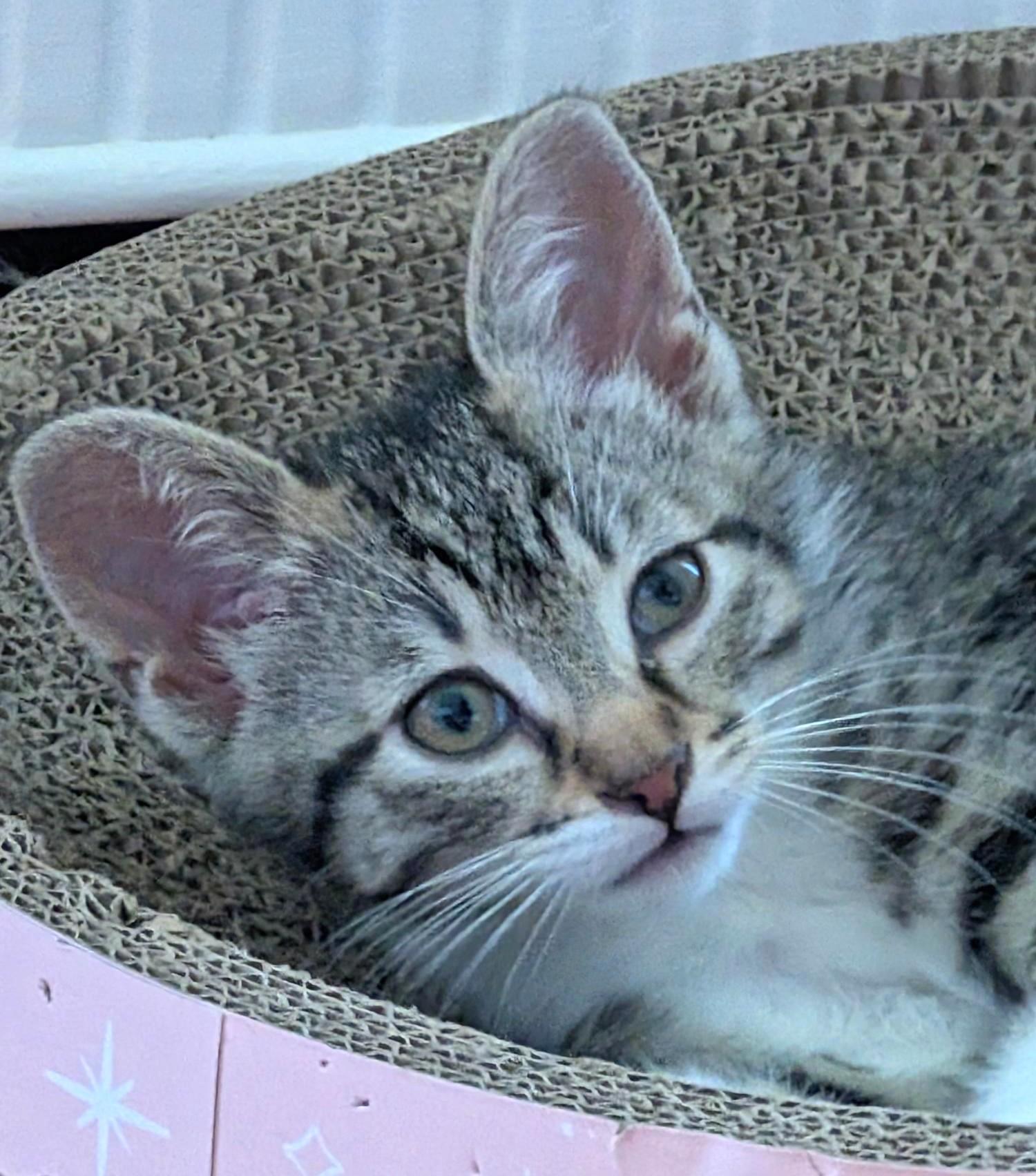 Chonks, ADOPTABLE, Kitten Female Tabby.