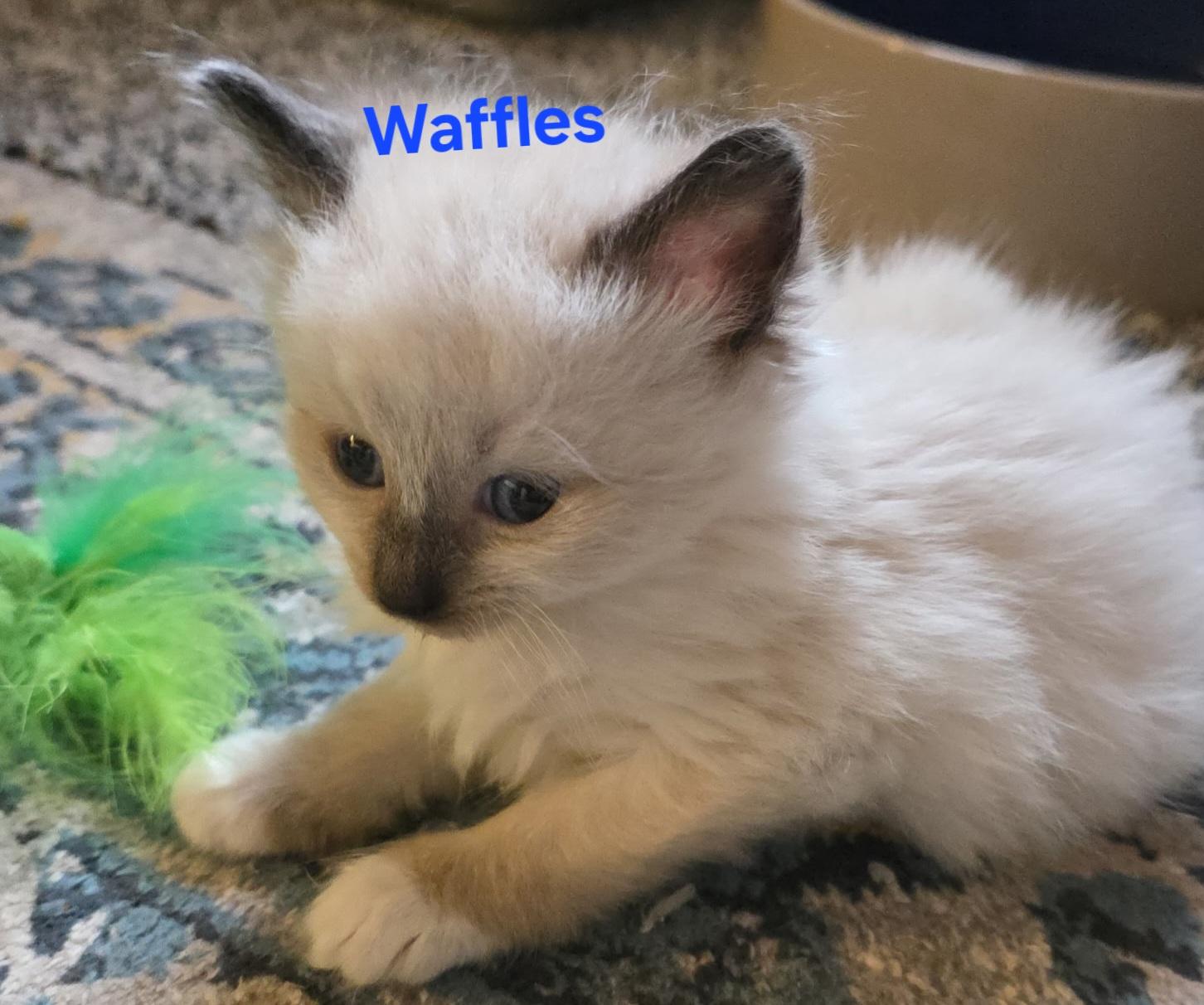Enlarge Waffles, a Adopted mixed breed in Jamesville, NY image 1/2