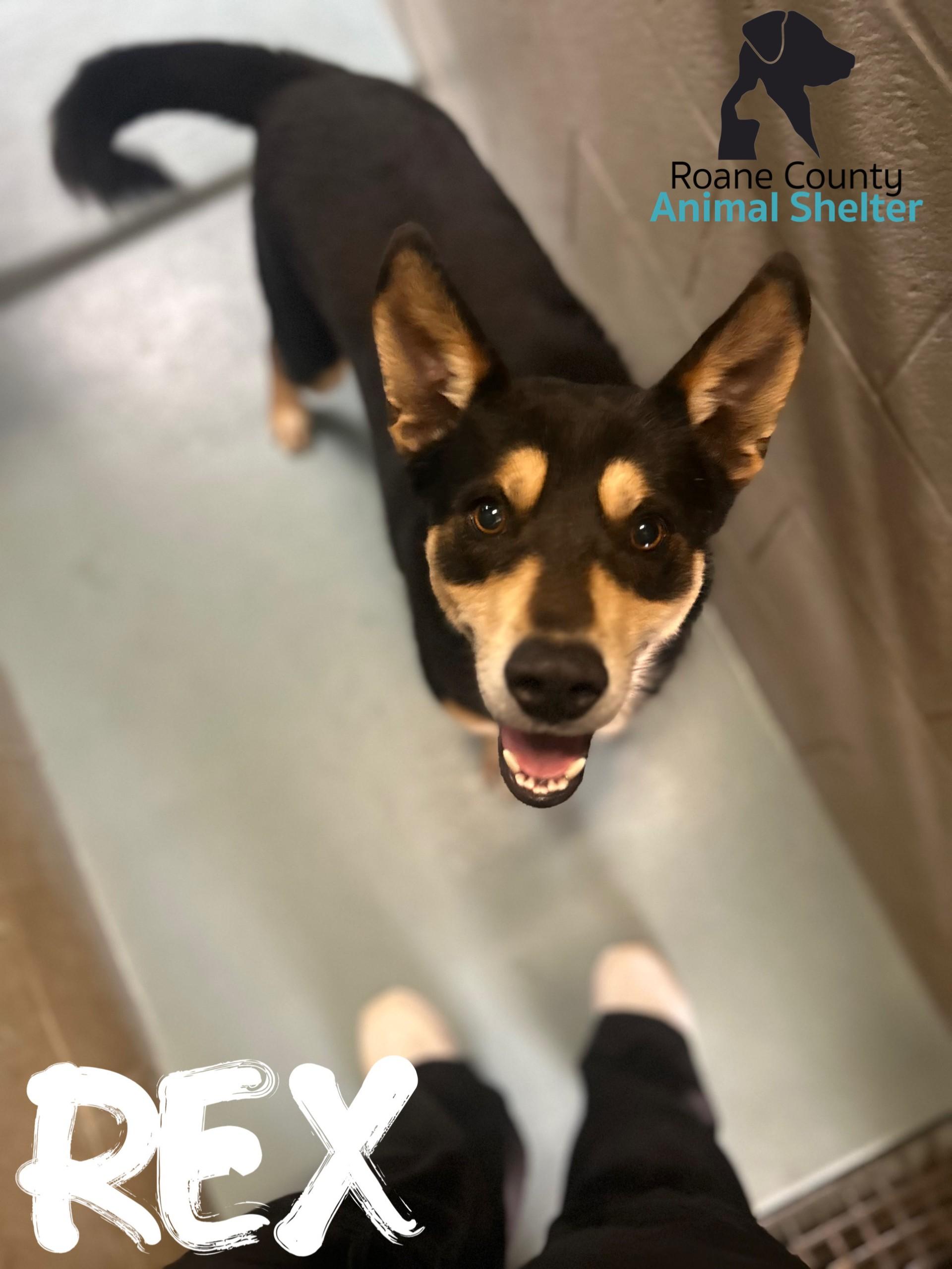 Rex, ADOPTABLE, Adult Male German Shepherd Dog.