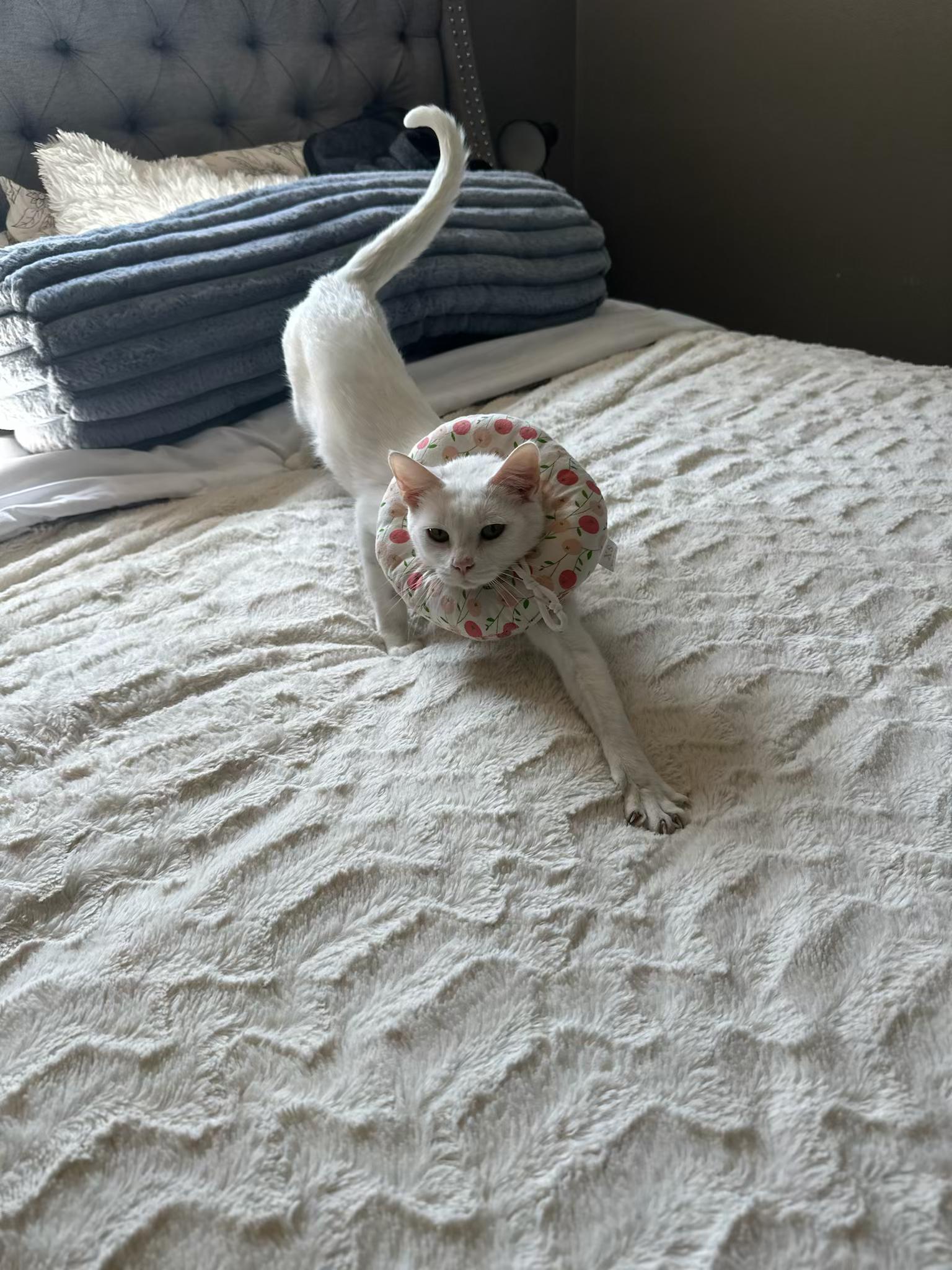 Cat available for adoption - (614) 636-2587