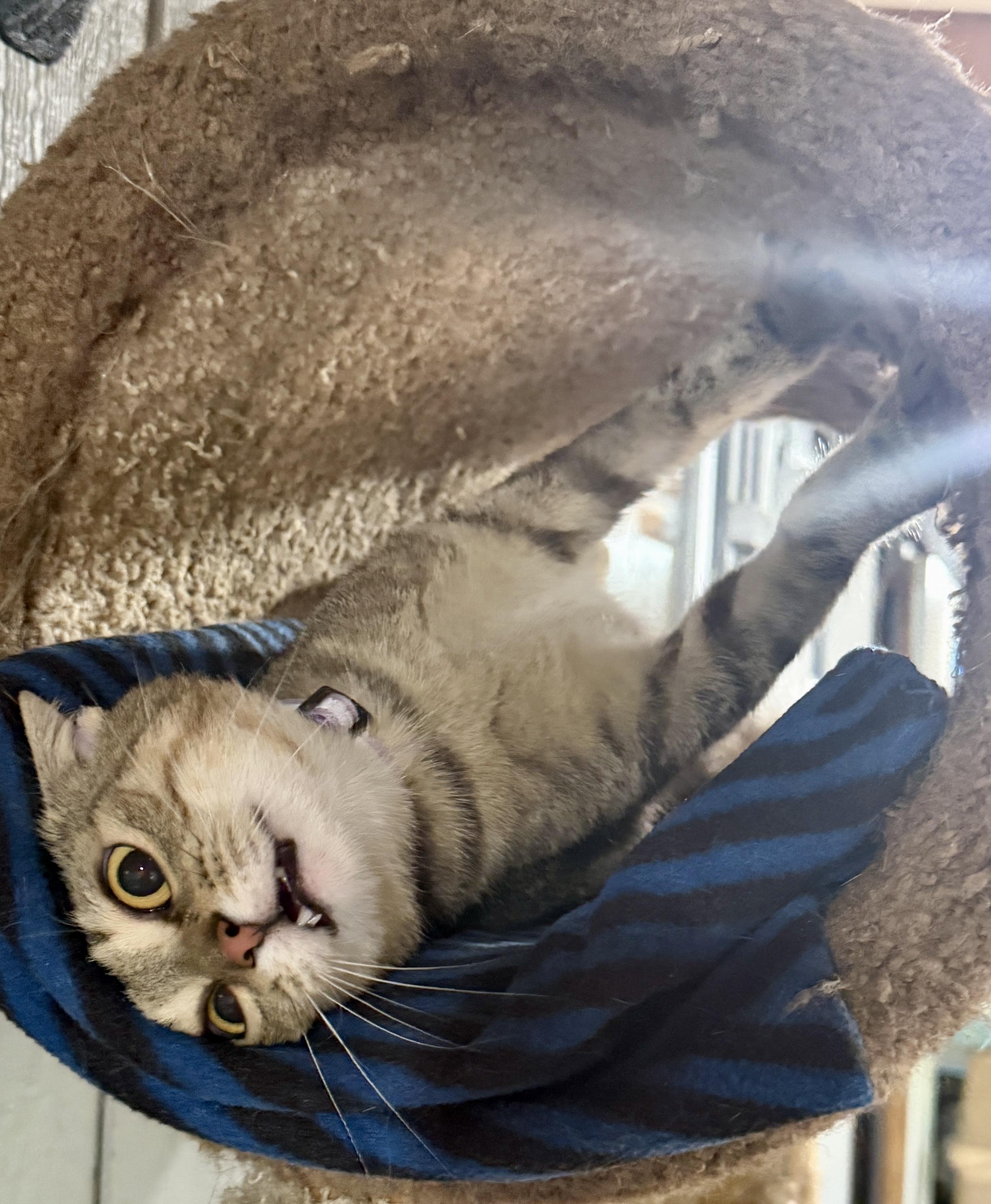 Ducky, Adoptable, Young Female Domestic Short Hair.