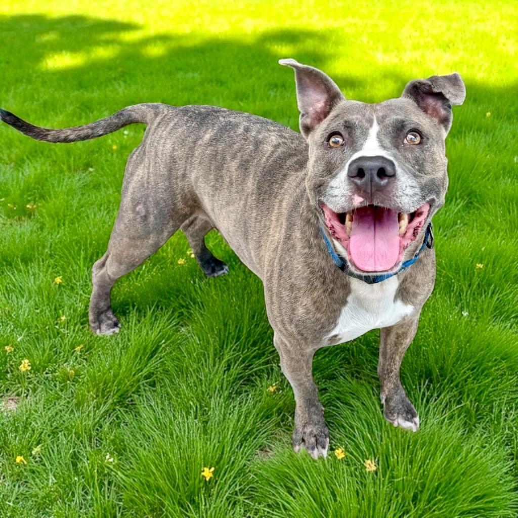 Wiggles, Adoptable, Adult Male Pit Bull Terrier & Mixed Breed.