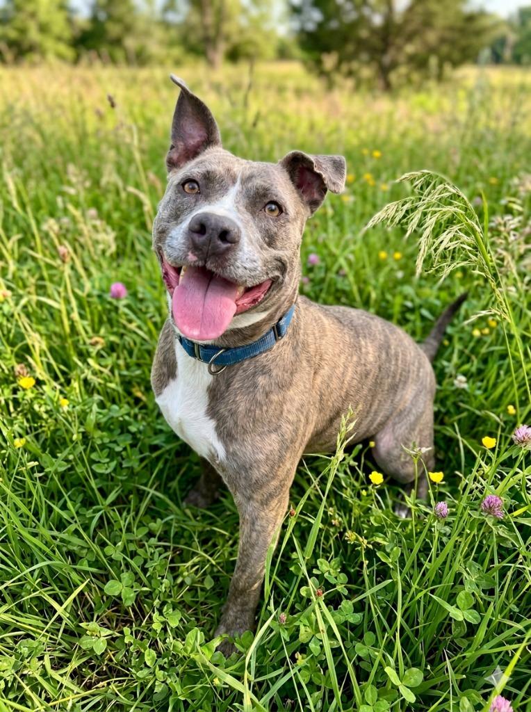 Enlarge Wiggles, a Adoptable mixed breed in Luling, TX image 1/5