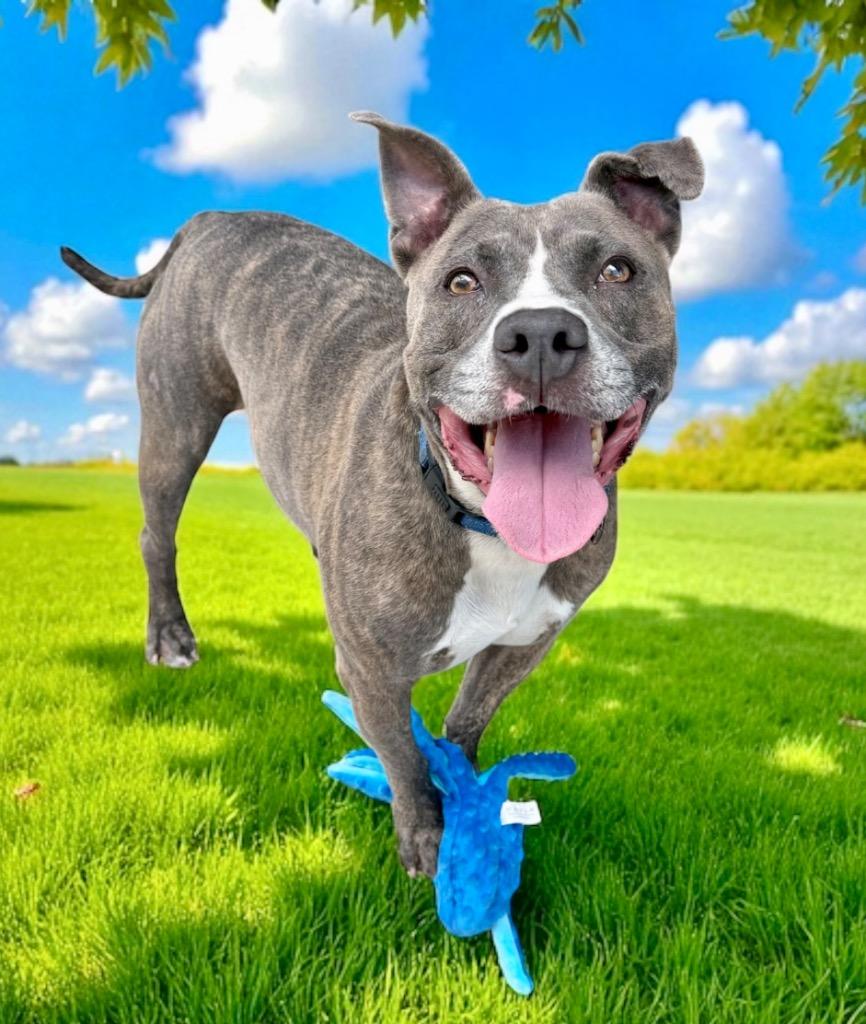 Enlarge Wiggles, a Adoptable mixed breed in Luling, TX image 3/5