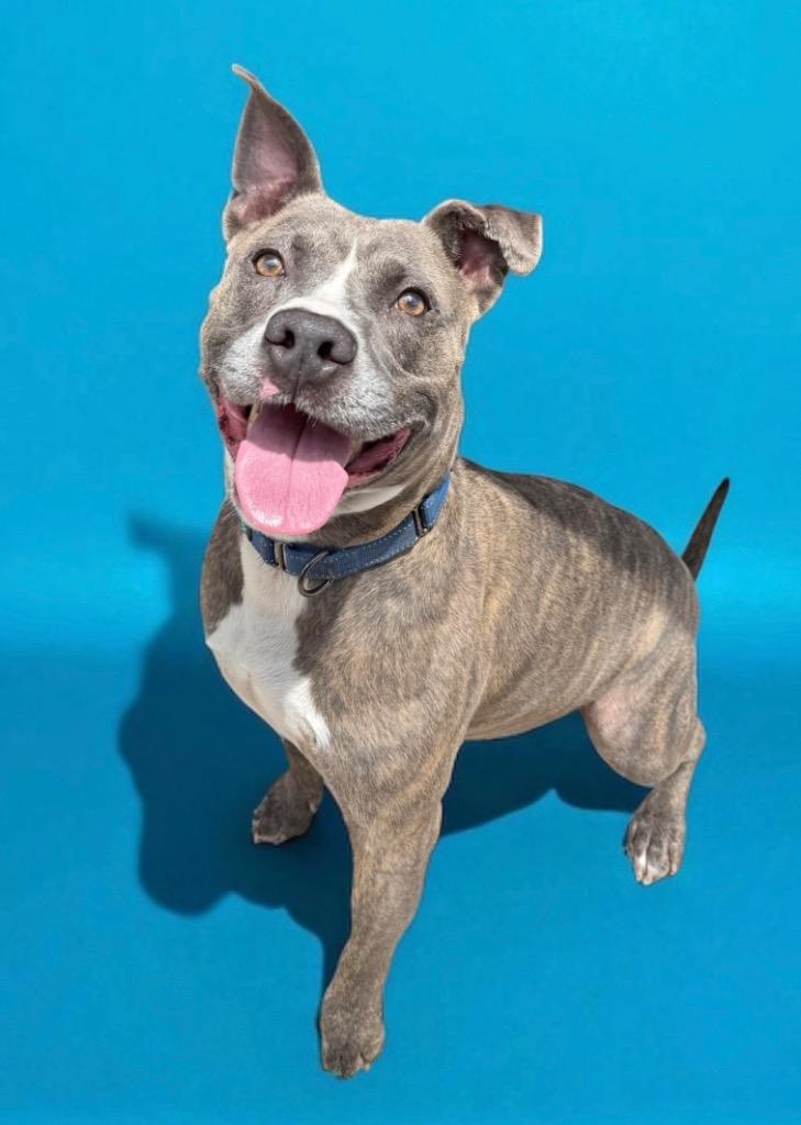 Enlarge Wiggles, a Adoptable mixed breed in Luling, TX image 4/5