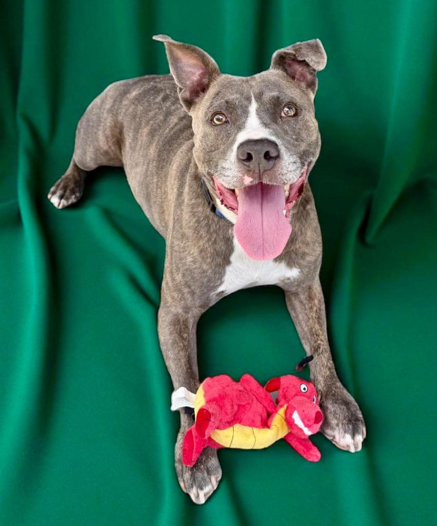 Enlarge Wiggles, a Adoptable mixed breed in Luling, TX image 5/5