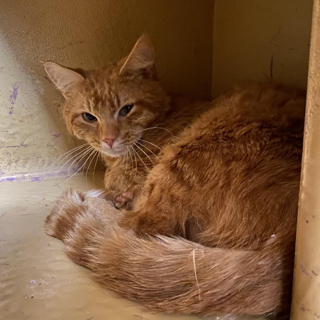 Enlarge Butterscotch, a Adoptable Domestic Long Hair in Spokane, WA image 1/3