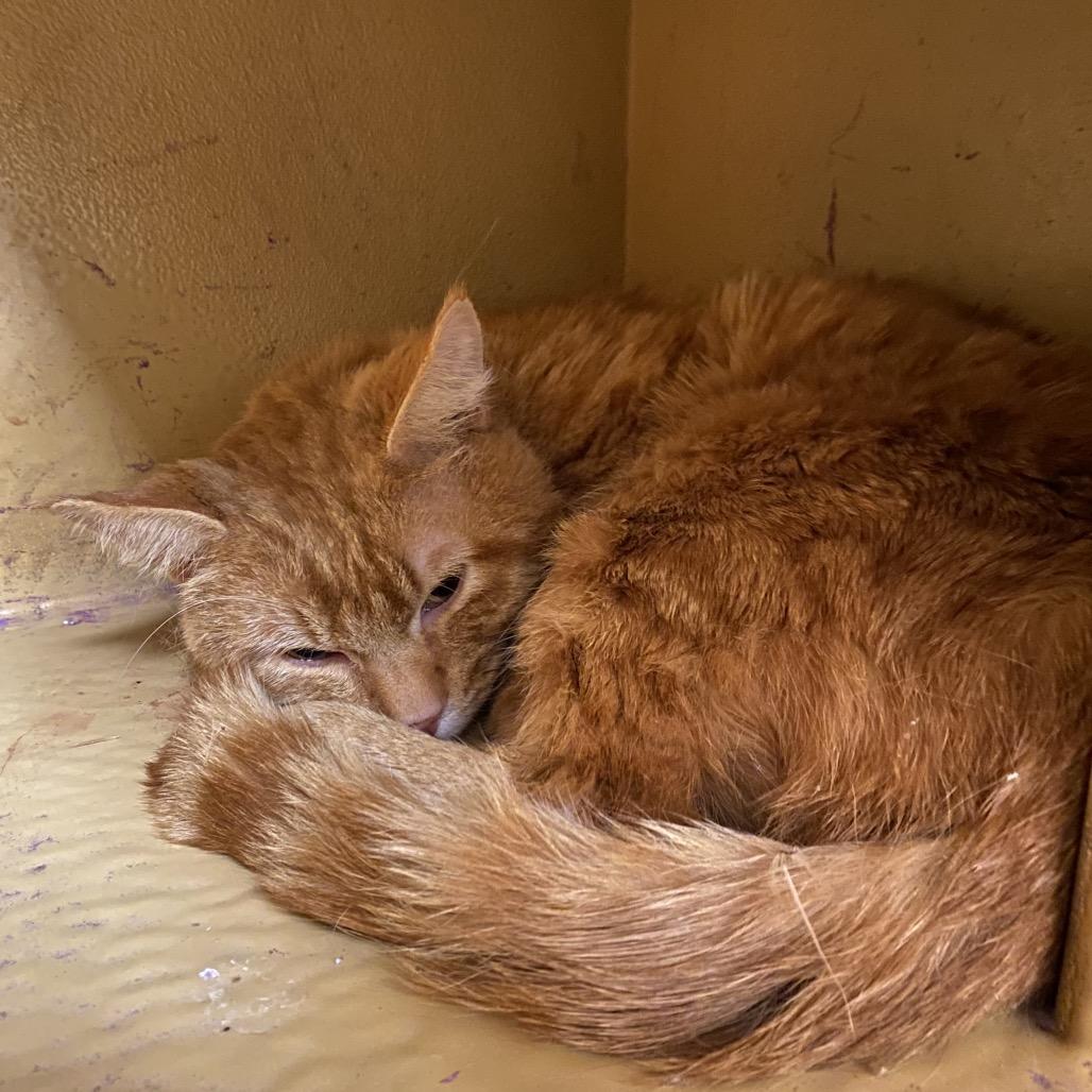 Enlarge Butterscotch, a Adoptable Domestic Long Hair in Spokane, WA image 2/3