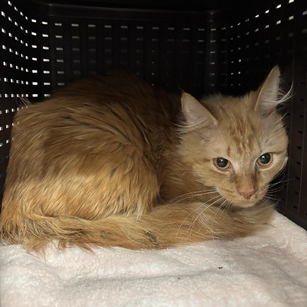Enlarge Butterscotch, a Adoptable Domestic Long Hair in Spokane, WA image 3/3