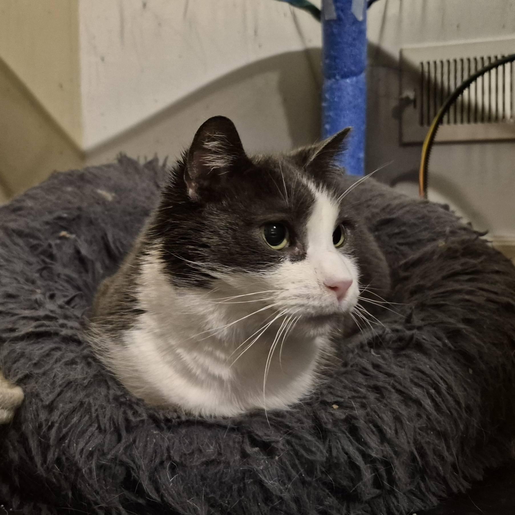 Lulu, a ADOPTABLE Domestic Short Hair in Kemptville, ON image 4/6