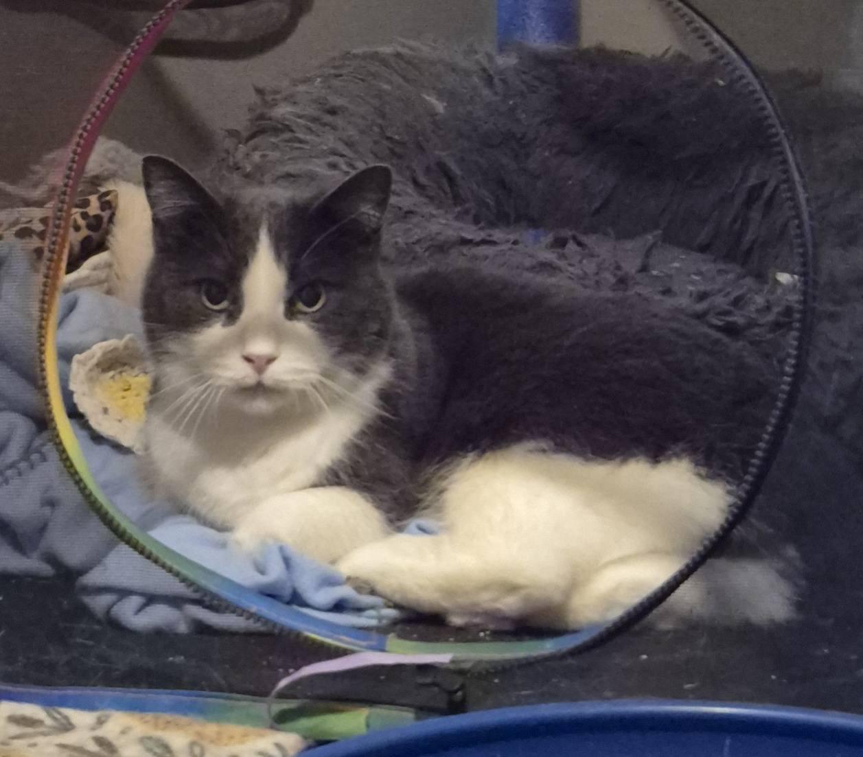 Lulu, a ADOPTABLE Domestic Short Hair in Kemptville, ON image 3/6