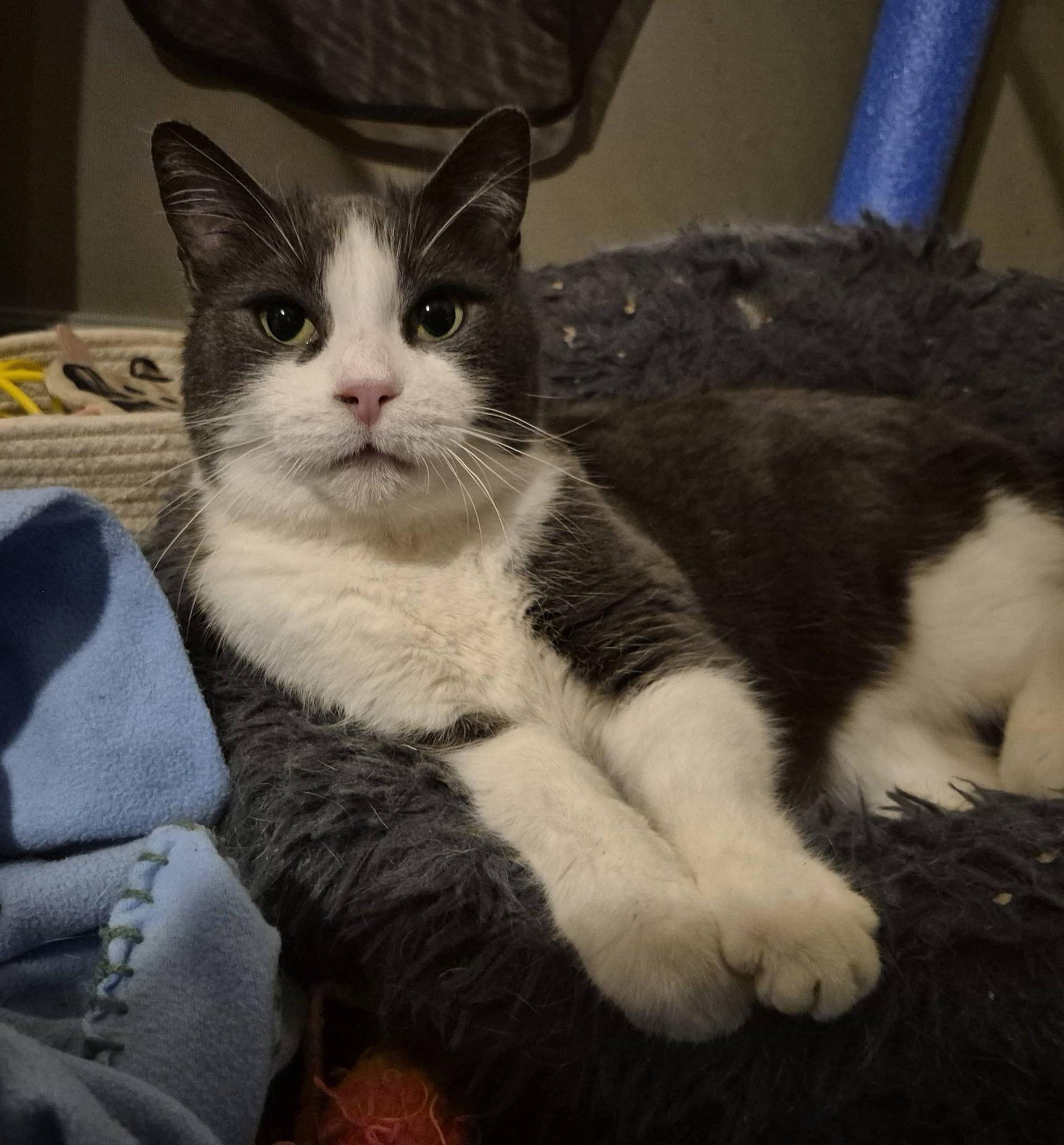 Lulu, a ADOPTABLE Domestic Short Hair in Kemptville, ON image 1/6