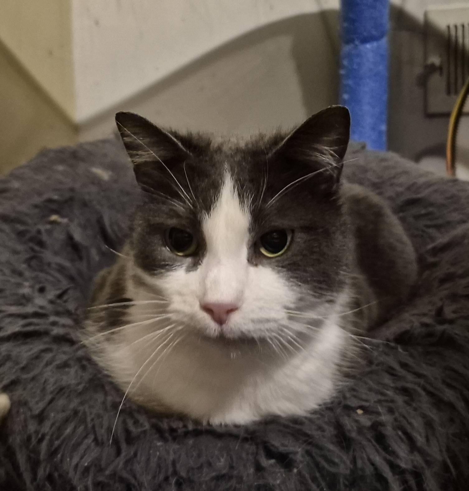 Lulu, a ADOPTABLE Domestic Short Hair in Kemptville, ON image 6/6