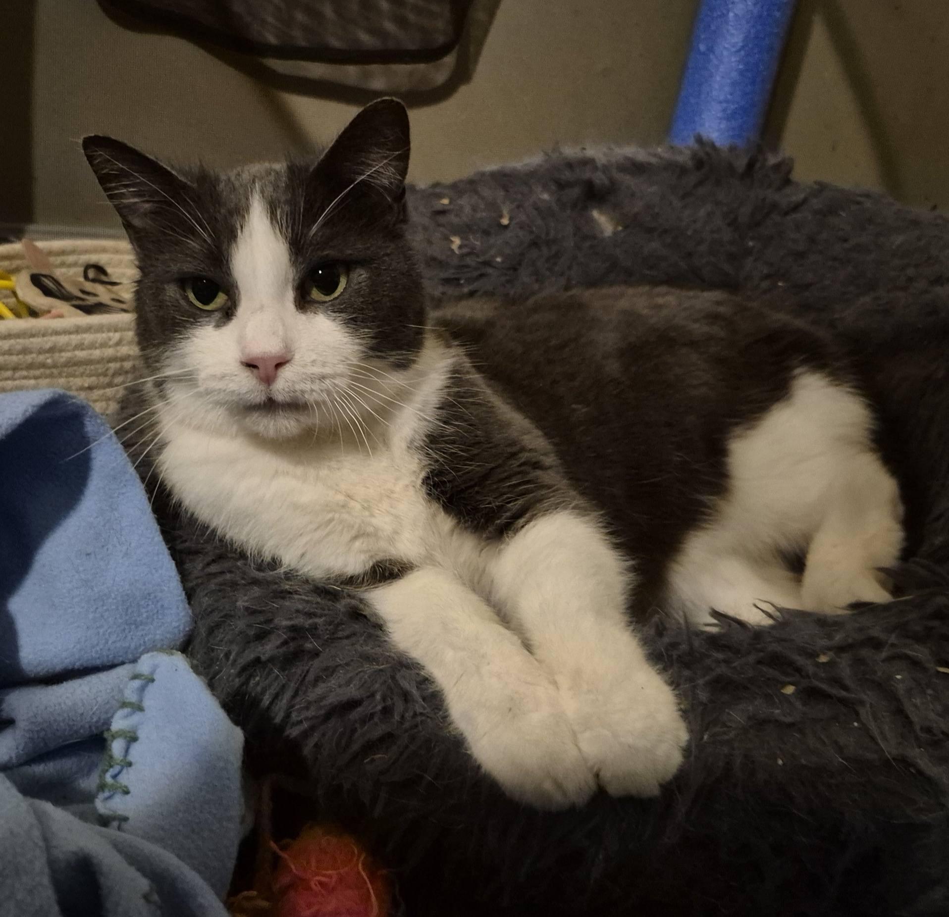 Lulu, a ADOPTABLE Domestic Short Hair in Kemptville, ON image 2/6