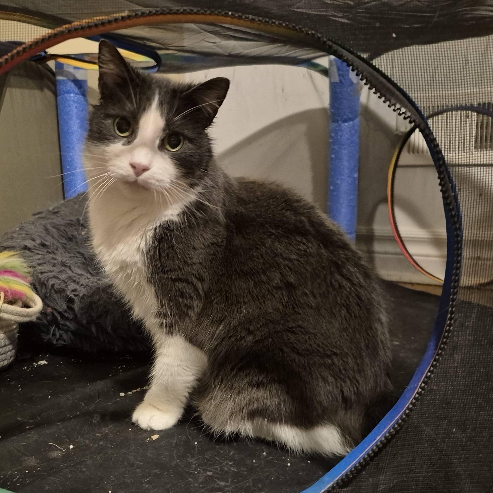 Lulu, a ADOPTABLE Domestic Short Hair in Kemptville, ON image 5/6