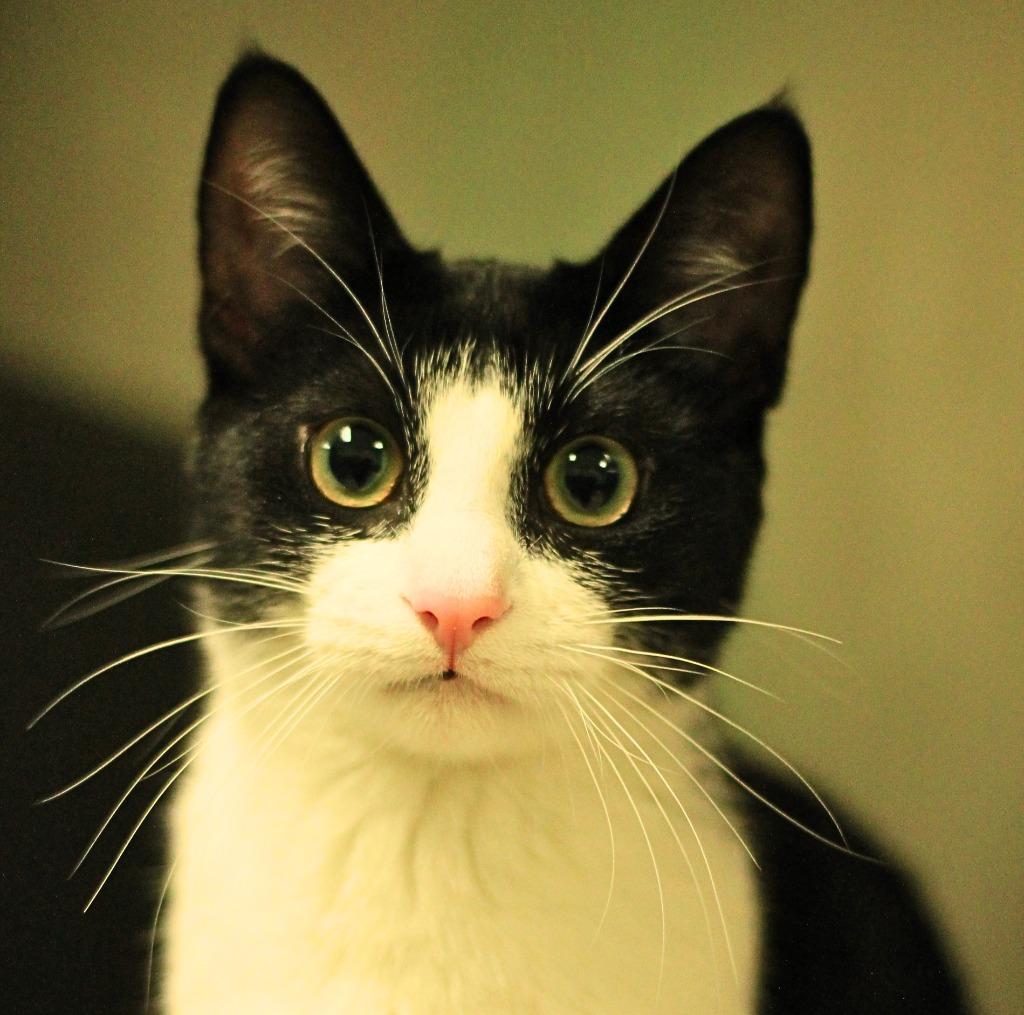 Pinky, Adopted, Kitten Female Domestic Short Hair.