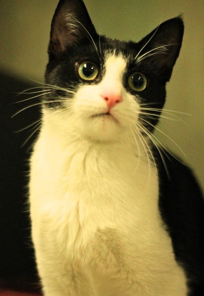 Enlarge Pinky, a Adopted mixed breed in Utica, MI image 2/3