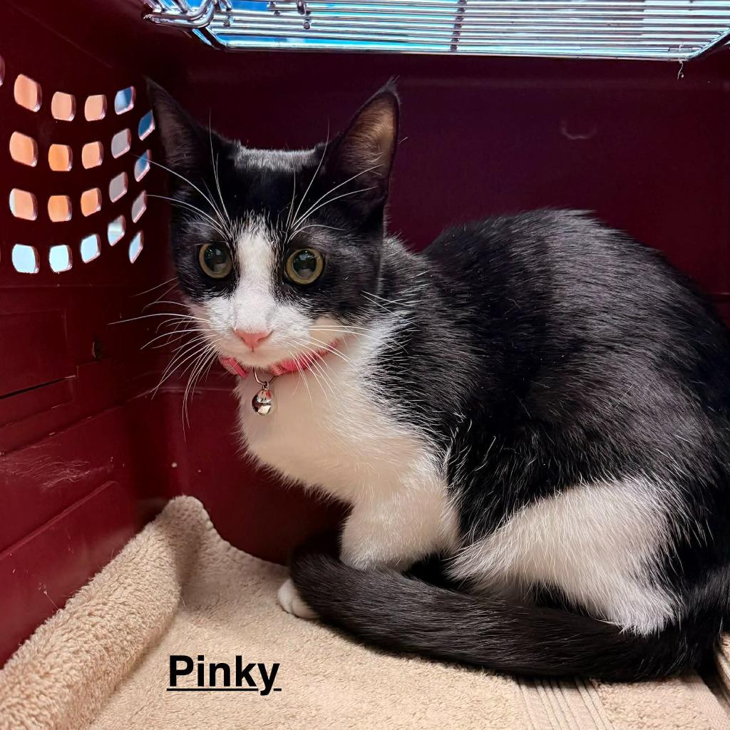 Enlarge Pinky, a Adopted mixed breed in Utica, MI image 3/3