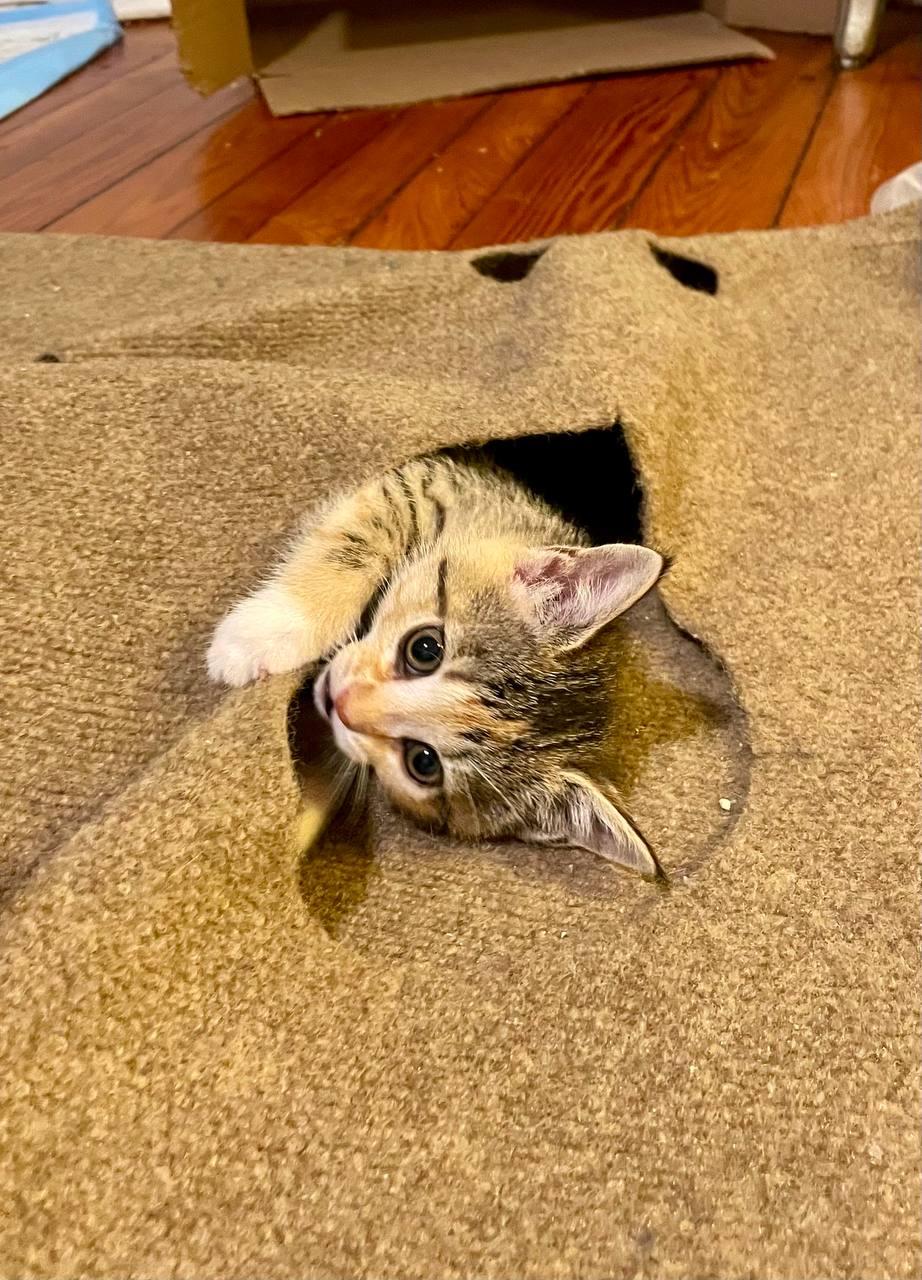 Yogi, Adopted, Young Female Domestic Short Hair.