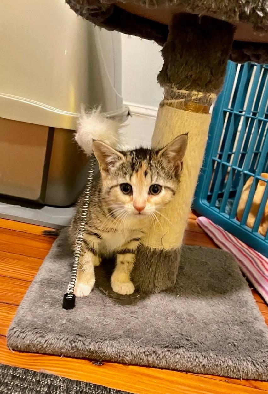 Enlarge Yogi, a Adopted Domestic Short Hair in Philadelphia, PA image 2/2