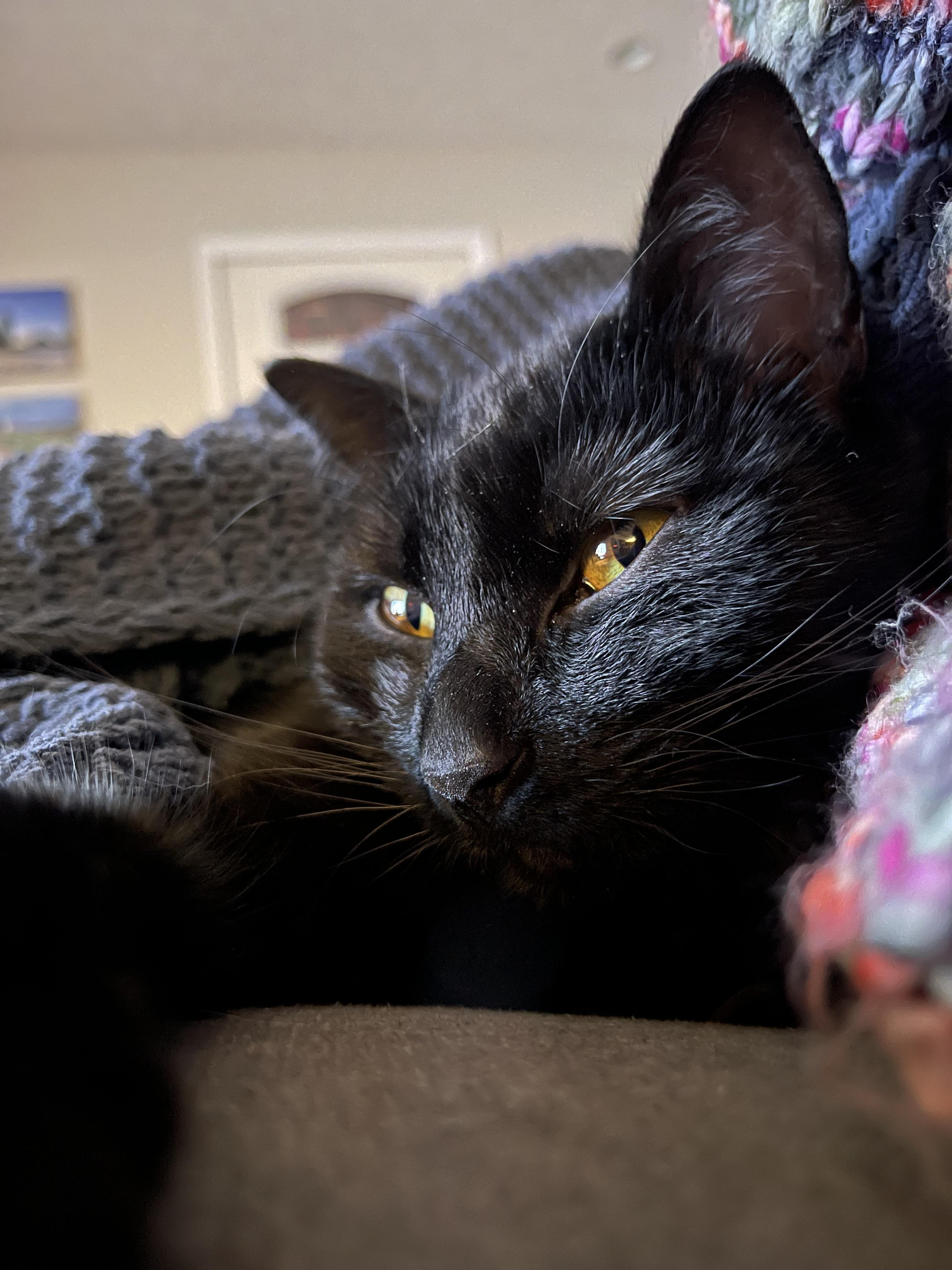 Enlarge Ringo and Gigi!!!  Dream pair, an adopted mixed breed in Clarksville, IN image 3/5