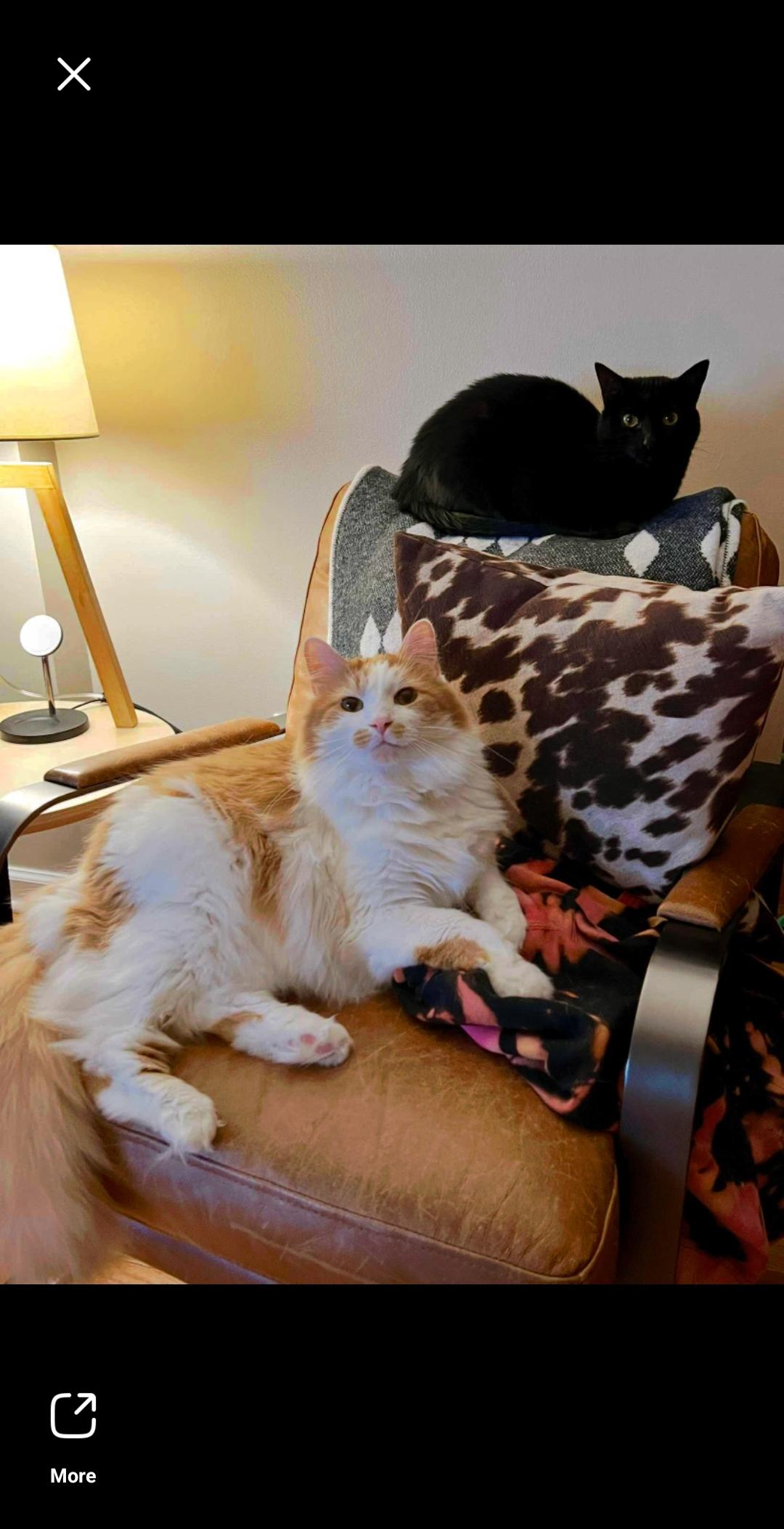 Ringo and Gigi!!!  Dream pair, adopted, Senior Male Domestic Long Hair.