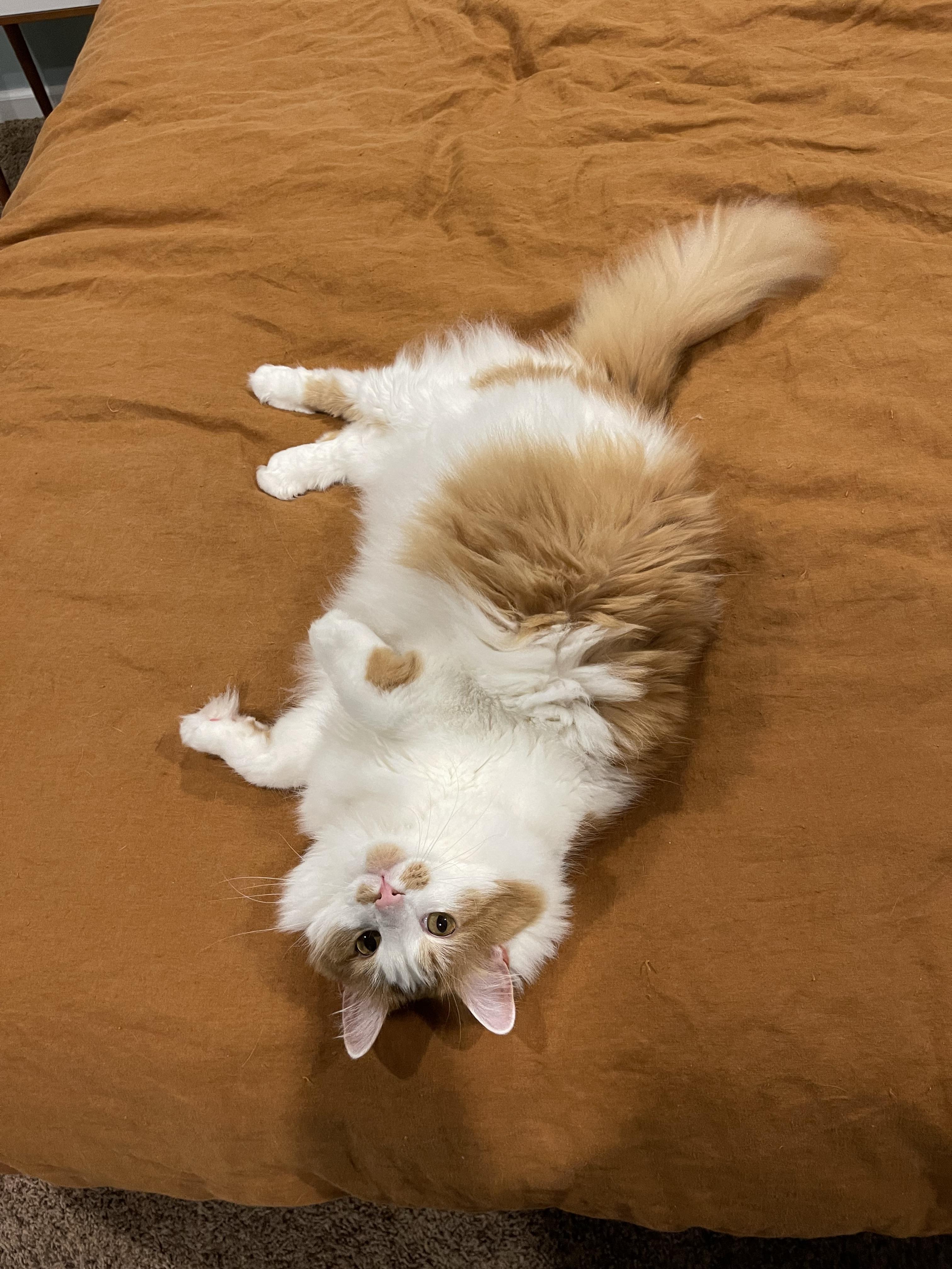 Enlarge Ringo and Gigi!!!  Dream pair, an adopted mixed breed in Clarksville, IN image 4/5