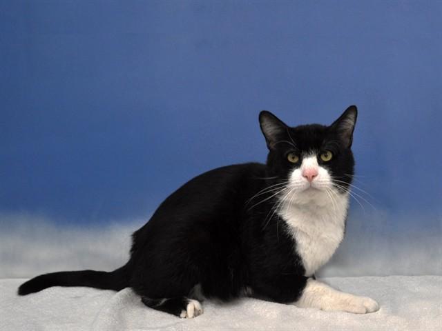 JOSEPH, Adoptable, Adult Male Domestic Short Hair.