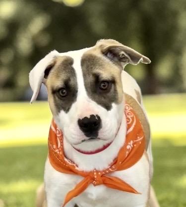 Charlee, a ADOPTABLE mixed breed in Perry, IA image 4/6