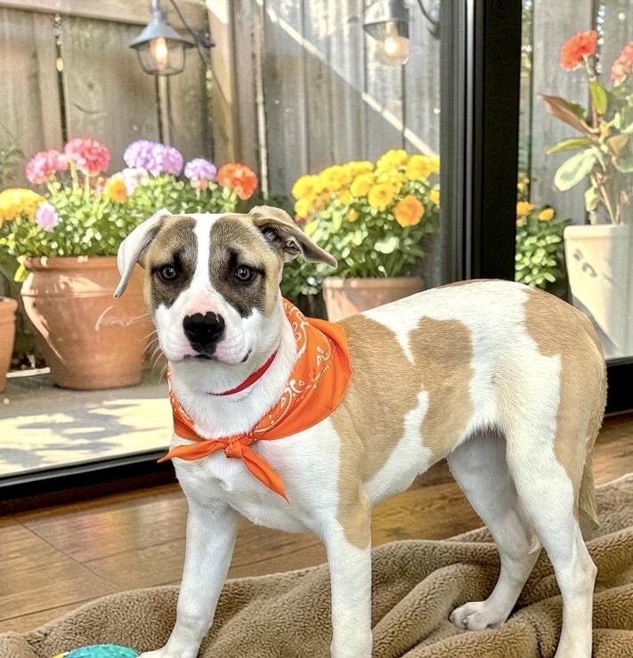 Charlee, a ADOPTABLE mixed breed in Perry, IA image 6/6