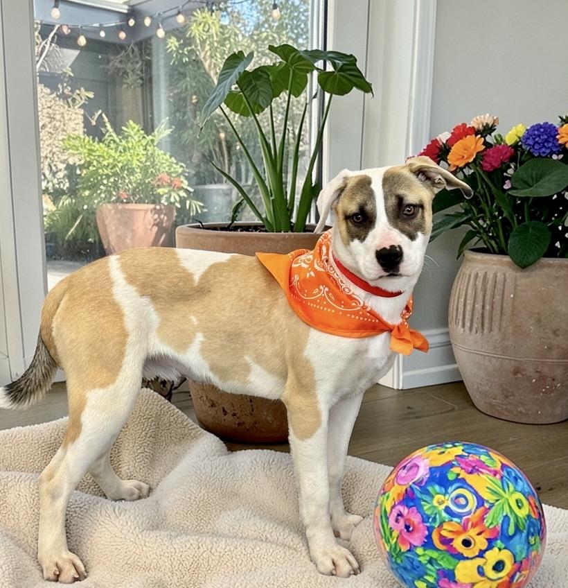 Charlee, a ADOPTABLE mixed breed in Perry, IA image 3/6