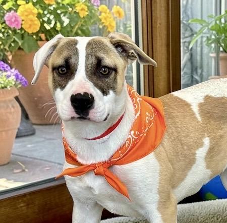 Charlee, ADOPTABLE, Young Female Shepherd & Boxer.